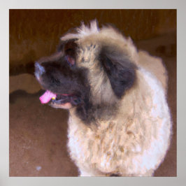 Armeniska Gampr - Hund Porträtt Poster