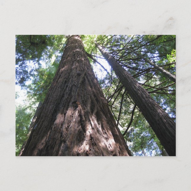 Armstrong Skogen, Ca. Vykort (Framsida)