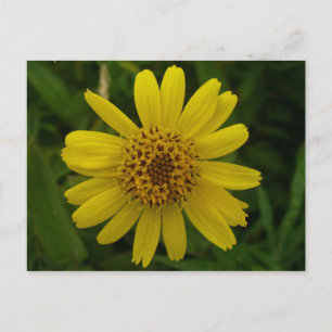 Arnica Blommar, Unalaska Island Vykort