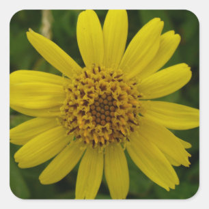 Arnica chamissonis fyrkantigt klistermärke