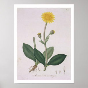 Arnica Montana från "Phytographie Medicale" vid Poster