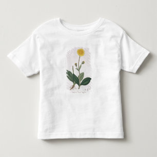 Arnica Montana från "Phytographie Medicale" vid Tee