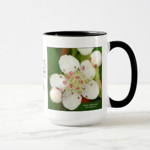 Aronia melanocarpa, svart chokeberry mugg