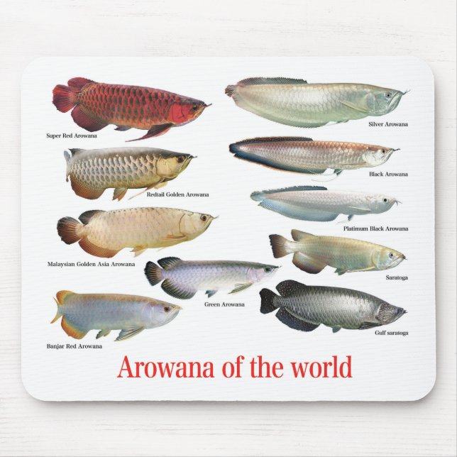 Arowana Musmatta (Framsidan)
