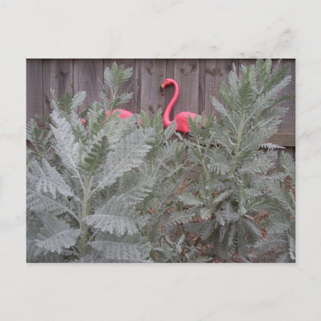 Arrangemang i Grått och Rosa Vykort (Framsida)