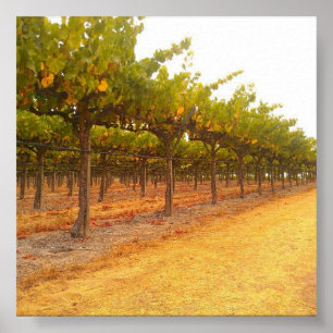 Arrangera i rak linje Vines Poster