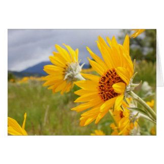 Arrowleaf Balsamroot Hälsningskort