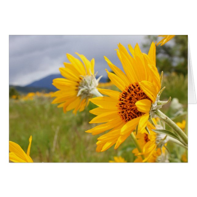 Arrowleaf Balsamroot Hälsningskort (Framsidan Horizontal)