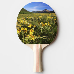 Arrowleaf balsomroot täcker prärien med pingisracket