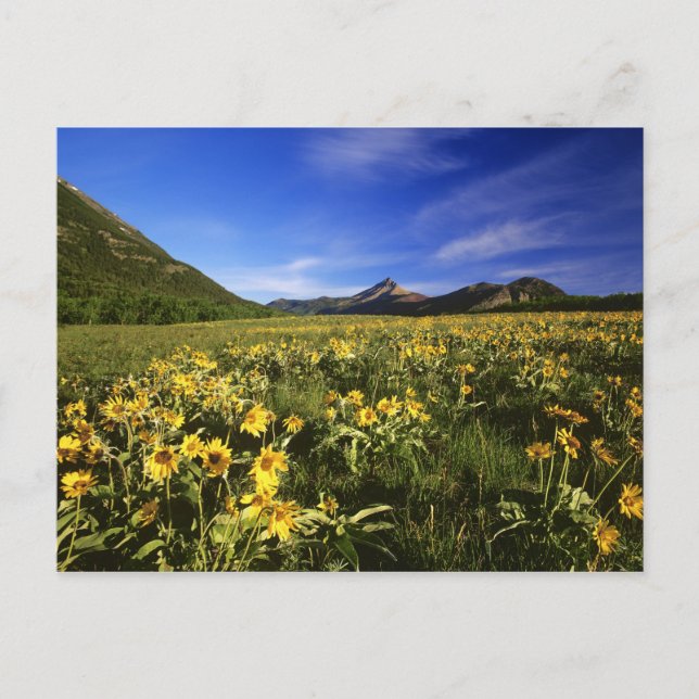 Arrowleaf balsomroot täcker räkan med vykort (Framsida)