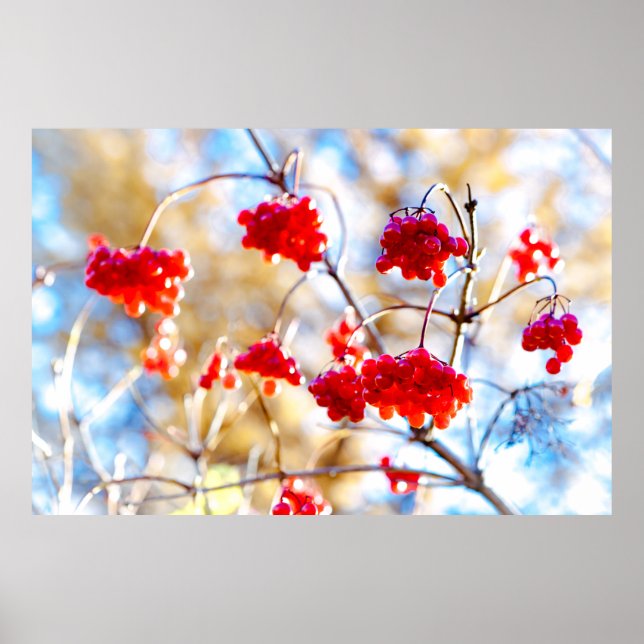 Arrowwood Berries Poster (Framsidan)