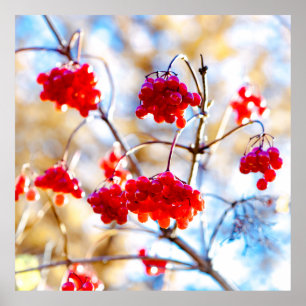 Arrowwood Berries Poster