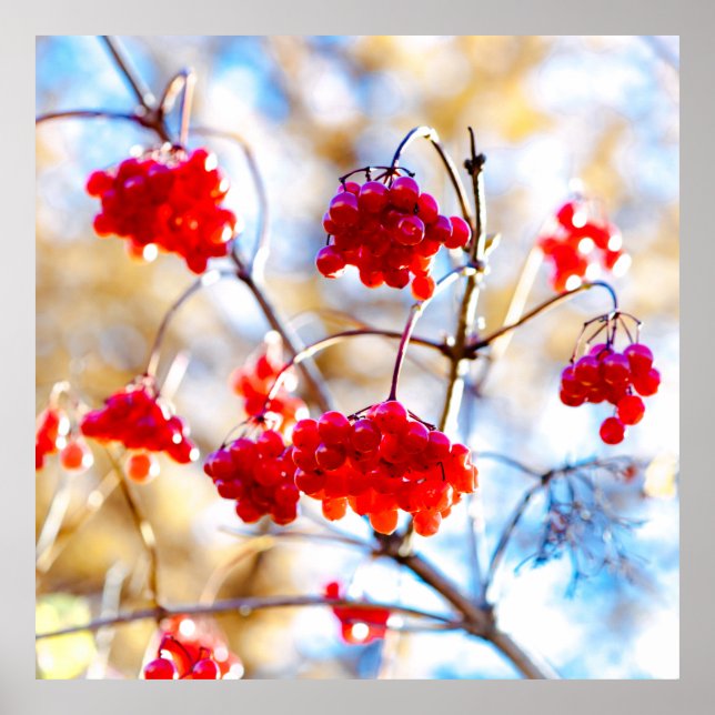 Arrowwood Berries Poster (Framsidan)