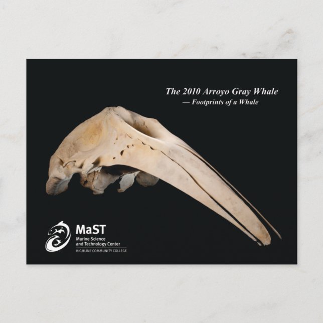 Arroyo Grått Whale 2010 Vykort (Framsida)