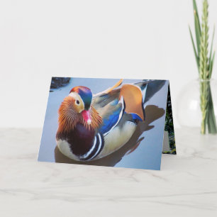 Art av Davey Mandarin Anka Kort