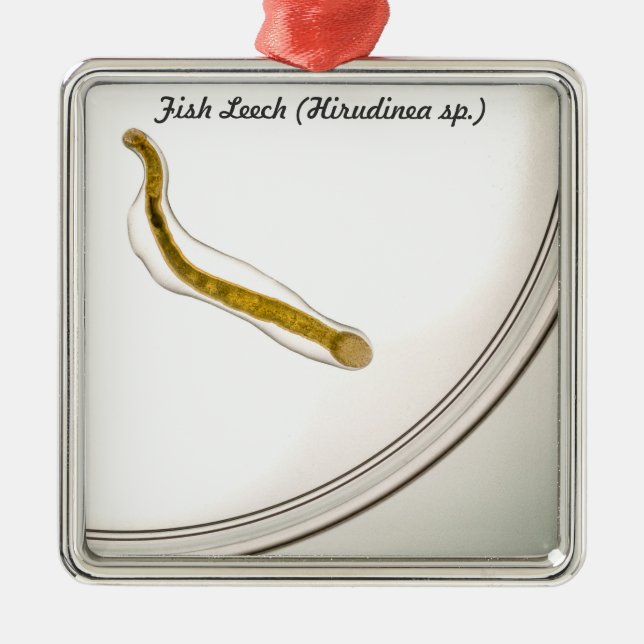 Art: FiskLeech Julgransprydnad Metall (Framsidan)