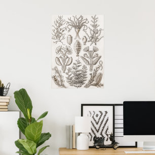 Art Forms in Nature - Ernst Haeckel Poster