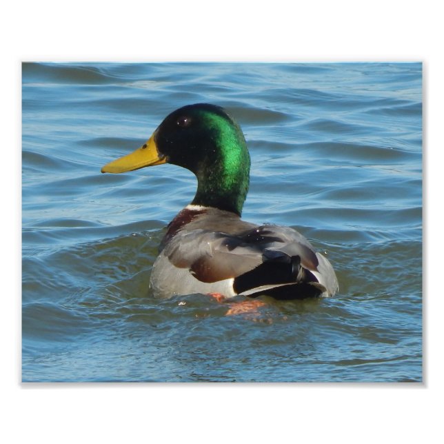 Art Print: Mallard Anka Fototryck (Framsidan)