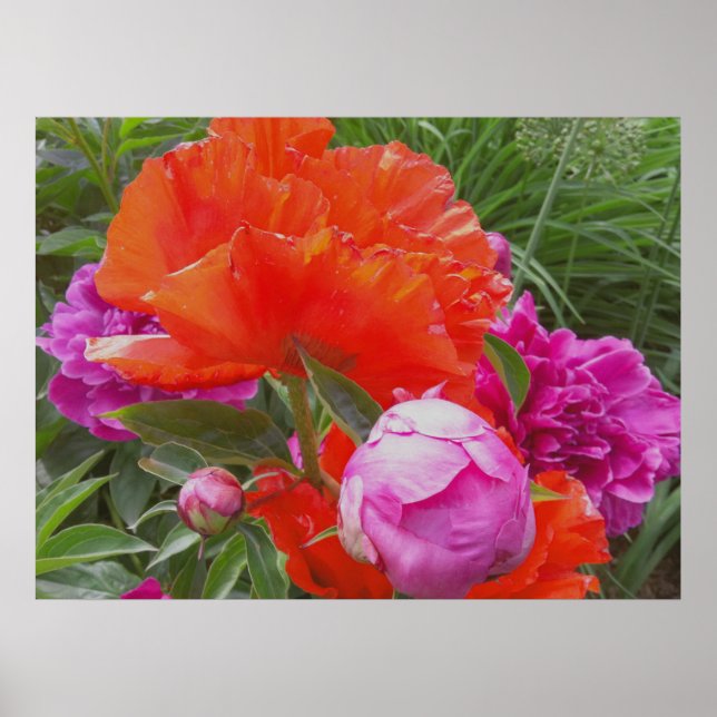 Art Print: Poppies, Peonies, Orange och Rosa Poster (Framsidan)