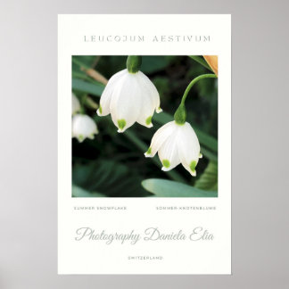 Art Print - „Summer Snowflake“  Poster