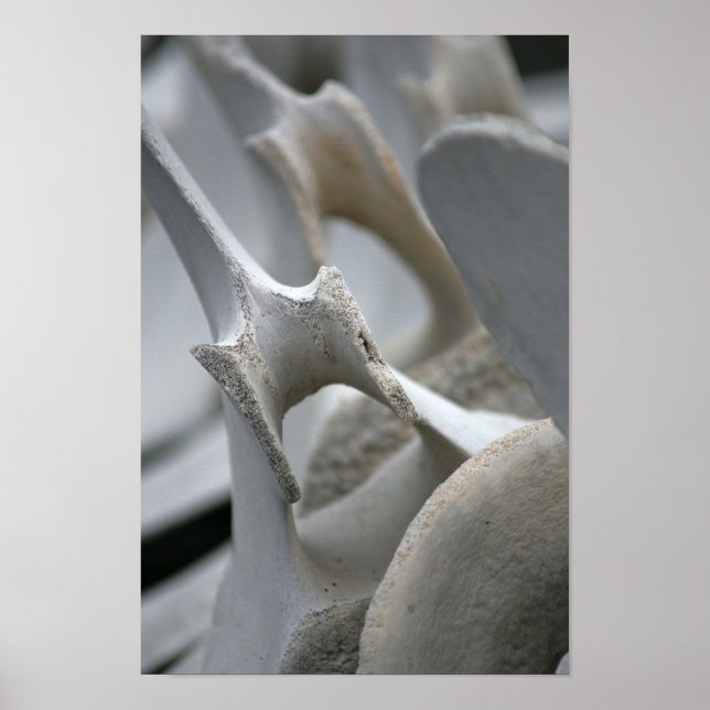 Art Print: Whale Vertebrae Poster (Framsidan)