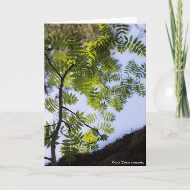 Art: Rönn Kort (Framsida)