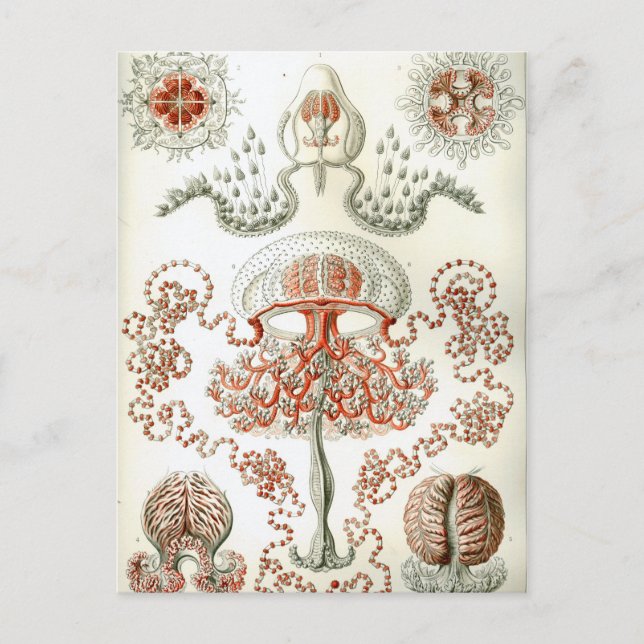 Art Vintage Ernst Haeckel Anthomedusae Vykort (Framsida)