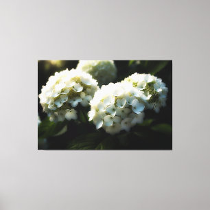 *~* Art White Hydrangea TV2 Stretched Kanvastryck