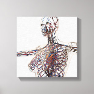 Artärer, åder och Lymphatic system 1 Canvastryck