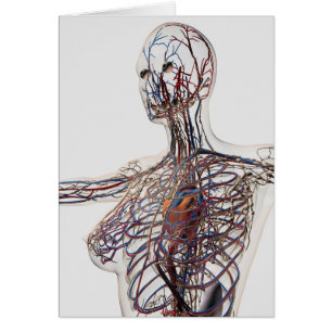 Artärer, åder och Lymphatic system 1 Hälsningskort