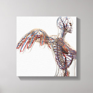 Artärer, åder och Lymphatic system 2 Canvastryck