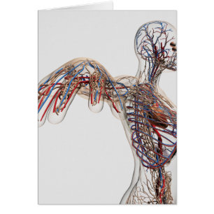 Artärer, åder och Lymphatic system 2 Hälsningskort