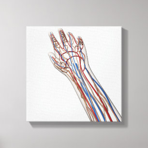 Artärer, åder och Lymphatic system 3 Canvastryck