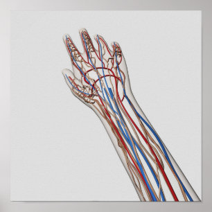 Artärer, åder och Lymphatic system 3 Poster