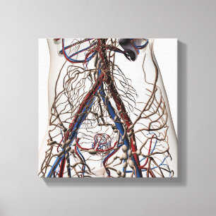 Artärer, åder och Lymphatic system 4 Canvastryck