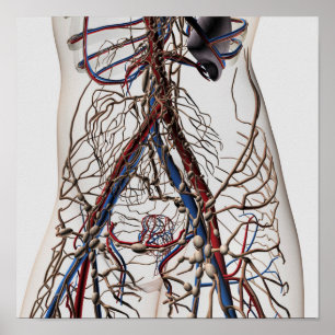 Artärer, åder och Lymphatic system 4 Poster