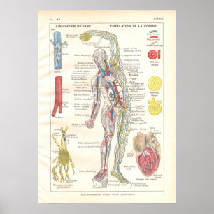 Artärer fransk för affisch för åderLymphatics