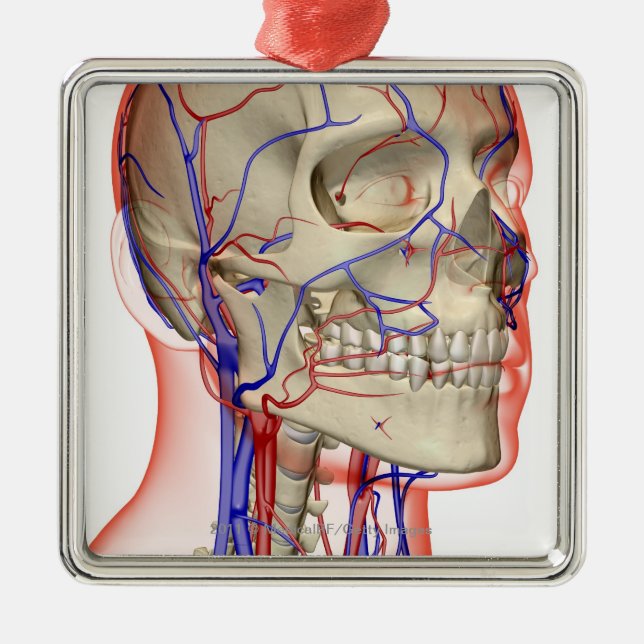 Artärer och åder i huvudet och nacken julgransprydnad metall (Framsidan)