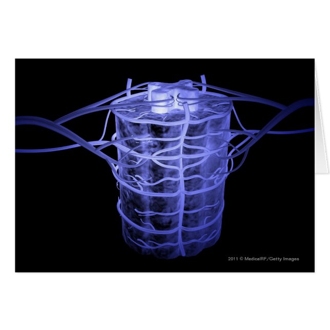 Artärer som omger del av den ryggrads- kolonnen hälsningskort (Framsidan Horizontal)