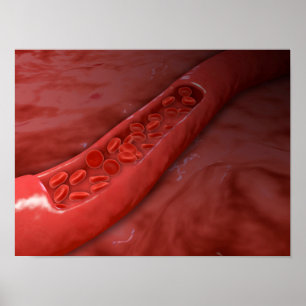 Artärtvärsnitt med rött blodcellflöde poster