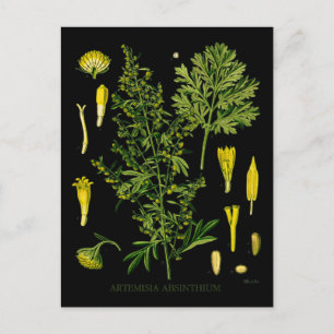 Artemesia Absinthium Vykort