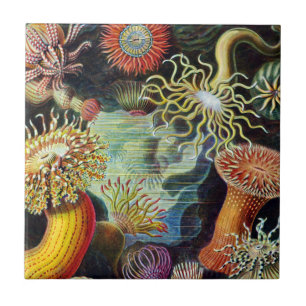 Arten av Ernst Haeckel Ceramic Tile Kakelplatta