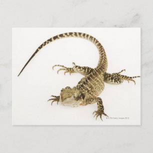 Arter av arboreal agamid i Östra 2 Vykort