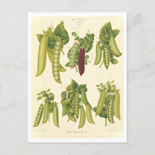 Ärter, botaniska illustrationer från utsädeskatalo vykort