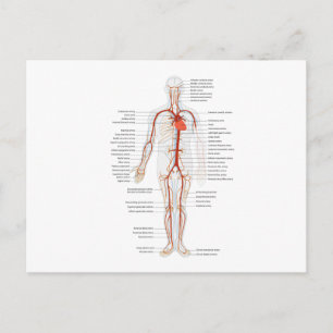 Arteriellt system Humant cirkulationssystem Vykort