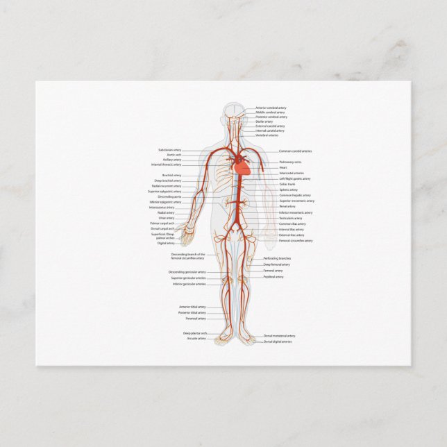 Arteriellt system Humant cirkulationssystem Vykort (Framsida)
