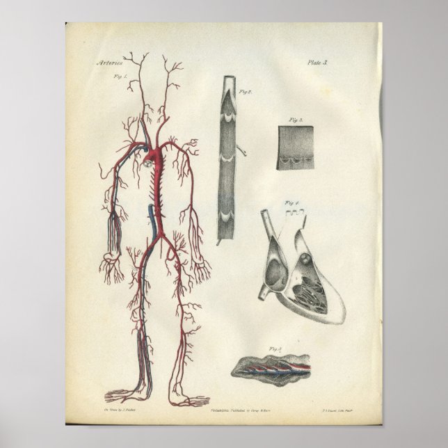 Arterier Heart Vintage Anatomy Print Poster (Framsidan)