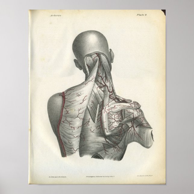Arterier i Back Anatomy Print Poster (Framsidan)