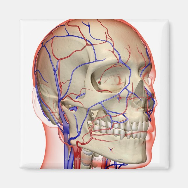 Arterier och vener i huvud och nacke magnet (Framsidan)