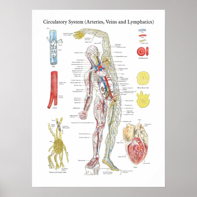 Arterier Veins lymfatiska artärritningar i cirkula Poster (Framsidan)